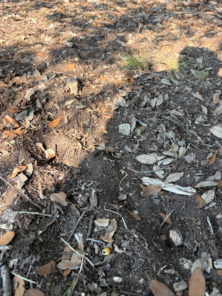 Close view of disturbed soil, leaves, and scattered corn used while tracking deer movement.