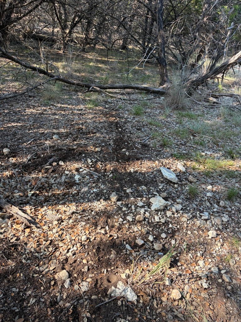 Rocky woodland ground and disturbed soil along a deer trail on the property.